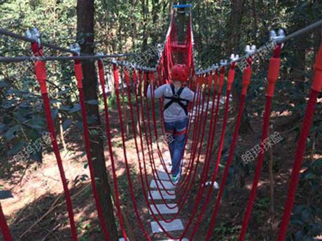 树上探险-空中漫步